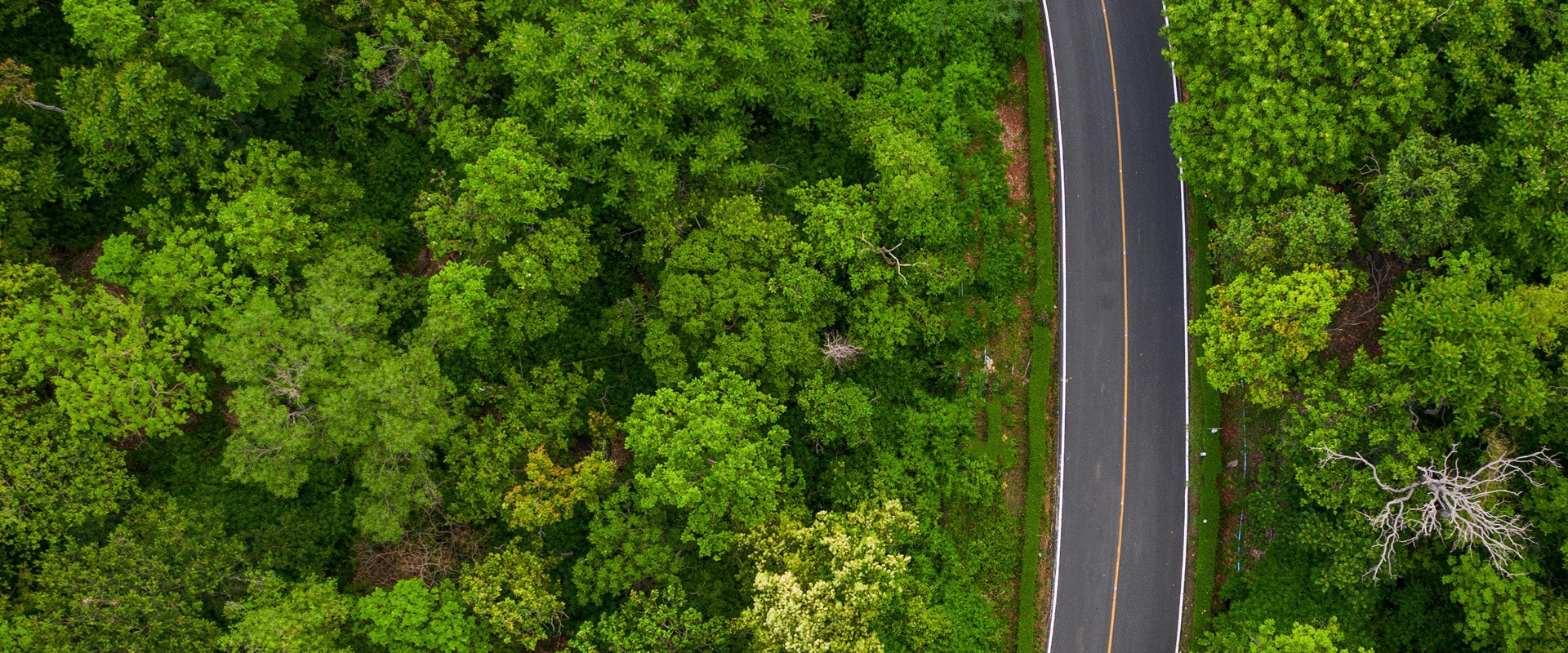 road surrounded with trees